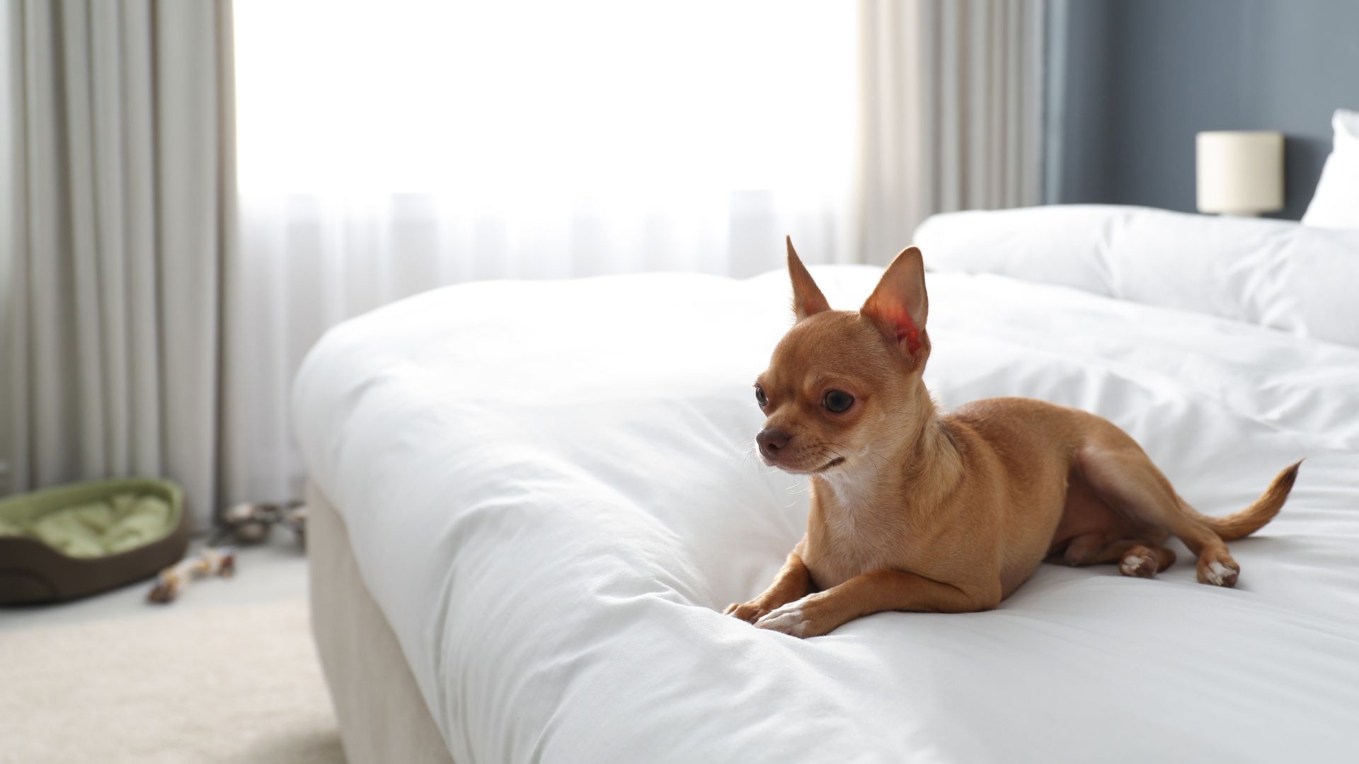 Παράδεισος για κατοικίδια: Γιατί και ο τετράποδος φίλος σας θα λατρέψει τα Vaya Suites