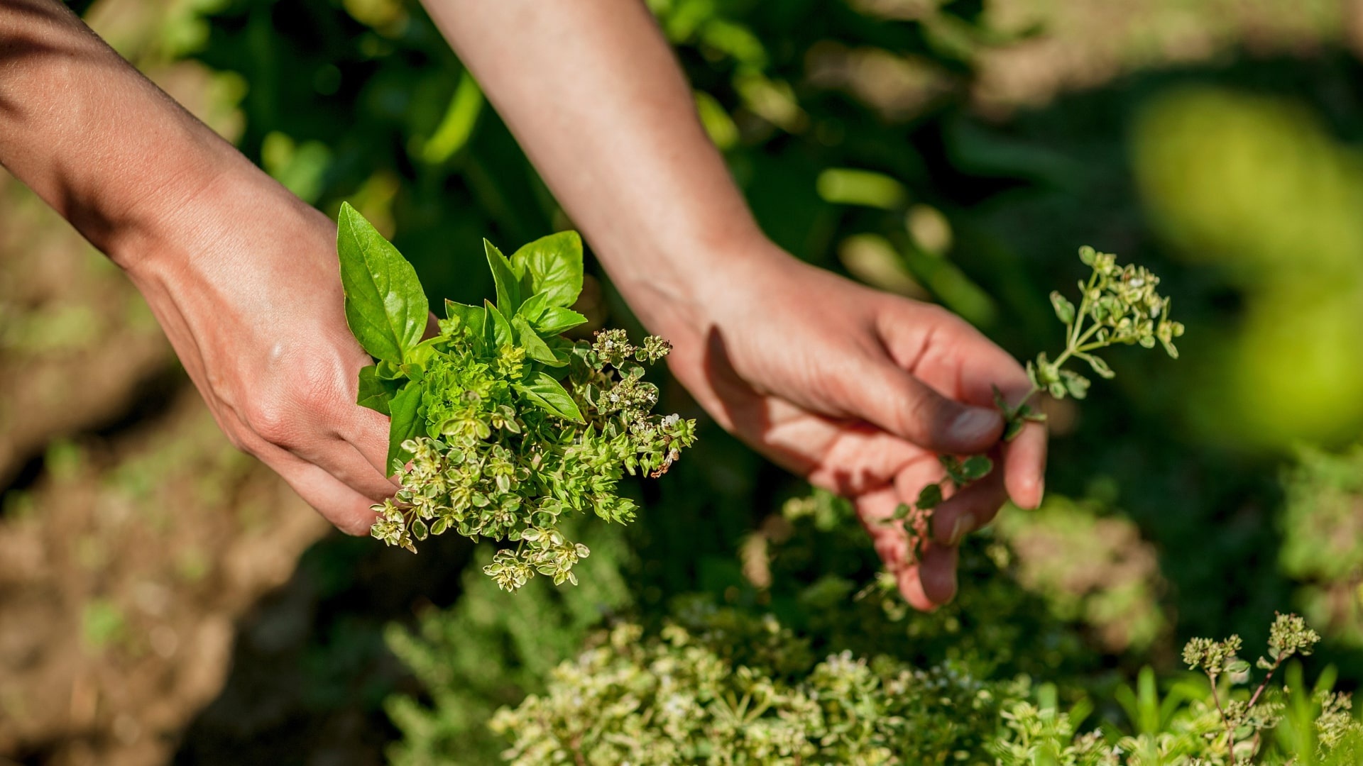 Springtime Scents: Fragrant Herb Gardens and Aromatherapy in Crete