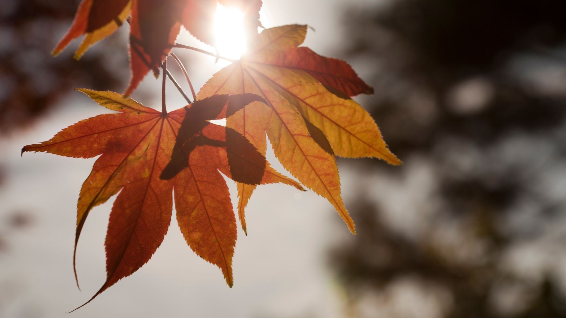 Ήσυχα πρωινά, ηλιοβασιλέματα: φθινοπωρινές αποδράσεις στα Vaya Suites στην Αμμουδάρα